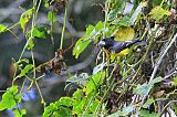 Spot-winged Grosbeakborder=